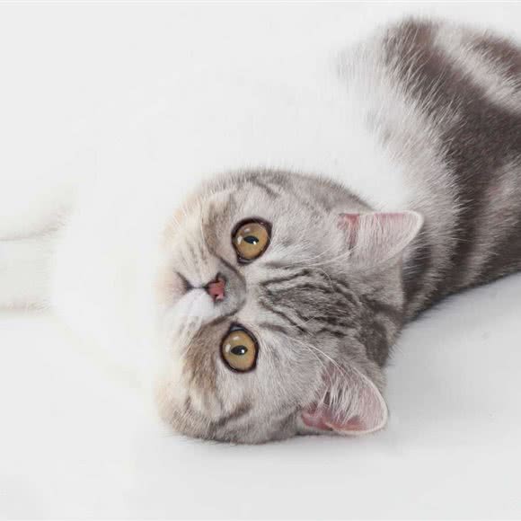 猫咪老友:重庆城区江北区