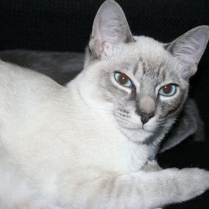 猫粮狗粮:保定市莲池区