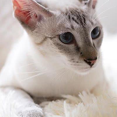 猫儿坊宠物:长沙市开福区山语城/金霞附近