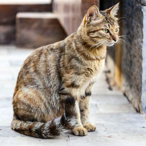 阿猫阿狗:福州市福清市