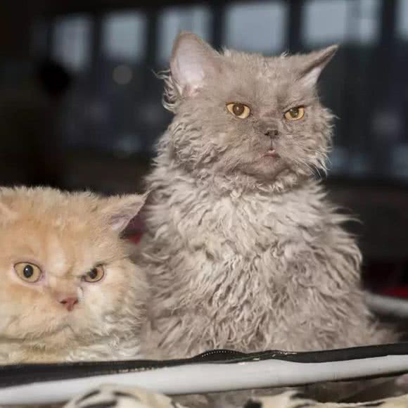 猫妈狗爸宠物服务沙龙:克拉玛依市克拉玛依区