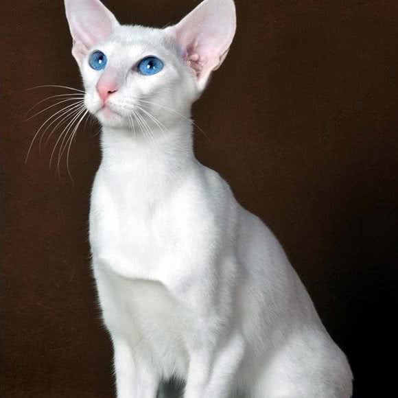 猫狗日记(宠物店):崇左市江州区雅图影视广场附近