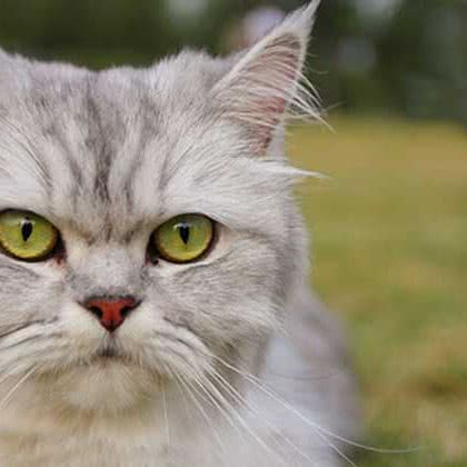猫不在家宠物生活馆:南宁市西乡塘区