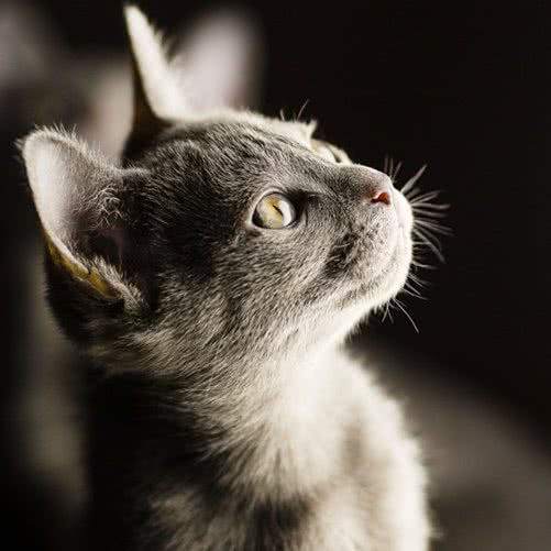 爱猫:漳州市龙海区