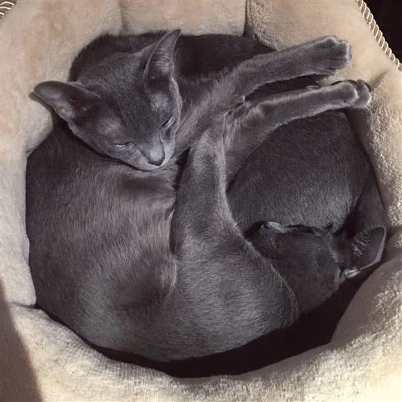 猫大大猫舍:武汉市江岸区江汉路步行街附近