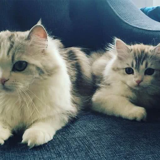 猫猫家:常州市天宁区翠竹附近