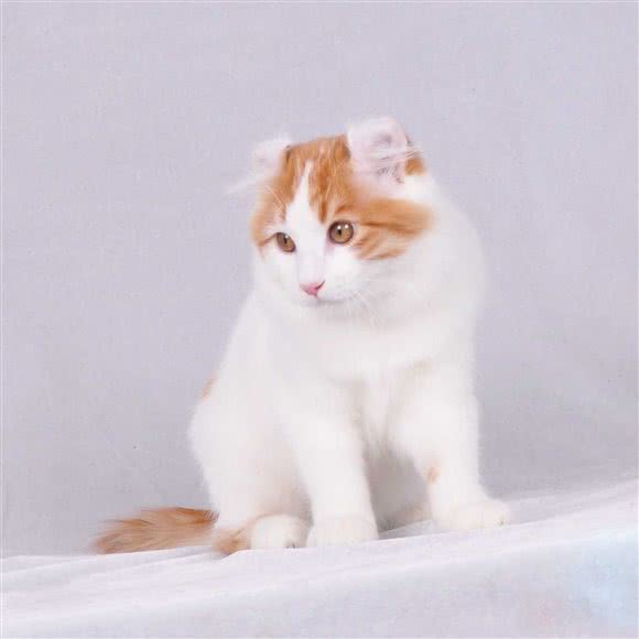 猴子王国宠物会所:泉州市丰泽区美食街附近