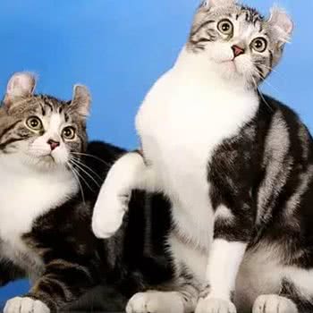 兰州狗德猫宁宠物生活馆:兰州市七里河区秀川附近
