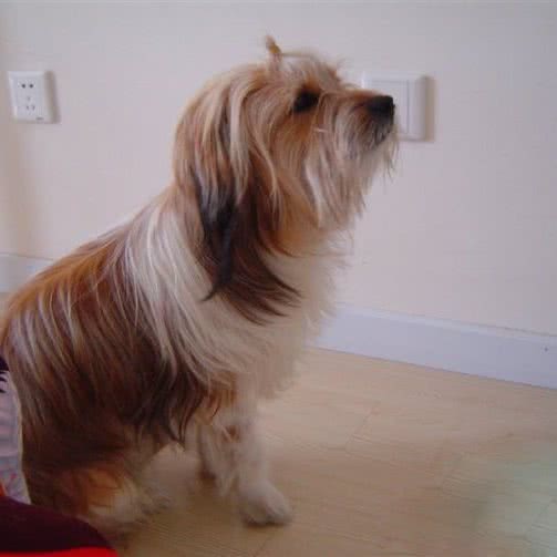 MAX家庭宠物犬寄训中心:海口市美兰区新埠岛附近