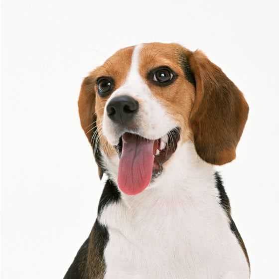 宠吧·Kennel ?(宠物店):赣州市南康区