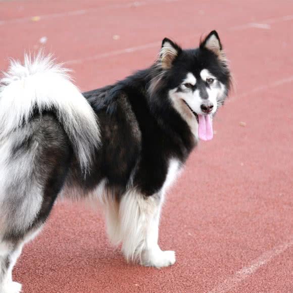 爱宠犬业:上饶市信州区