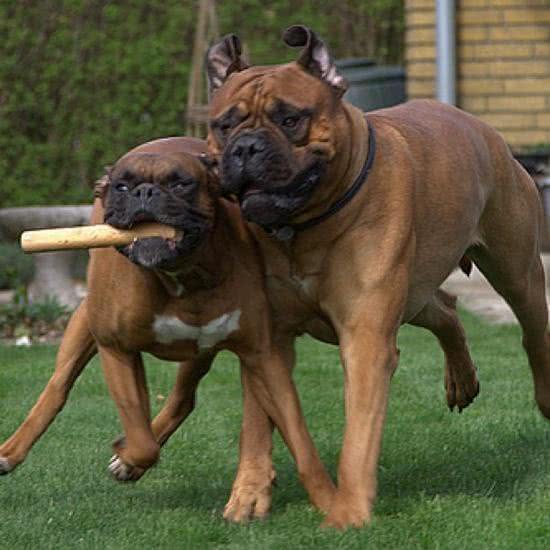 十犬十美宠物会所:内江市市中区梅家山体育场附近