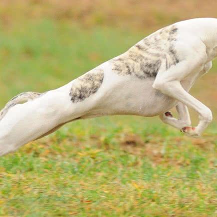 PETS CITY宠物生活馆:广州市白云区机场路沿线附近