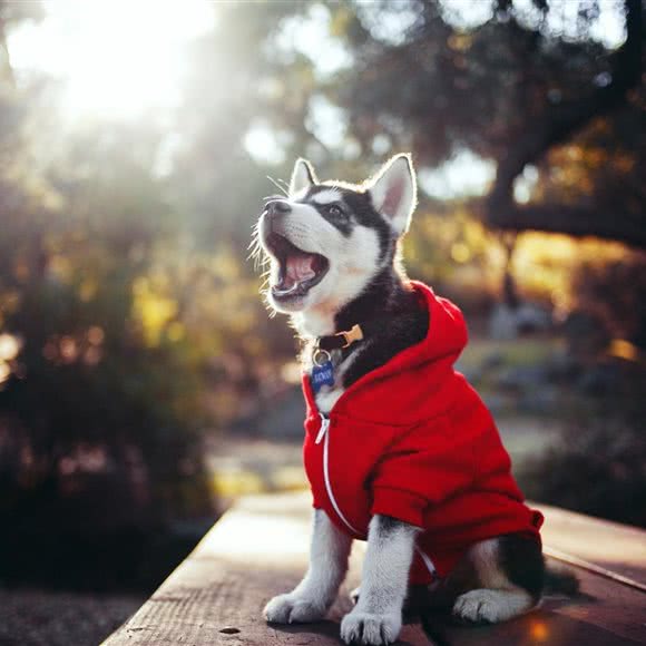 匠心训犬:乌鲁木齐市沙依巴克区