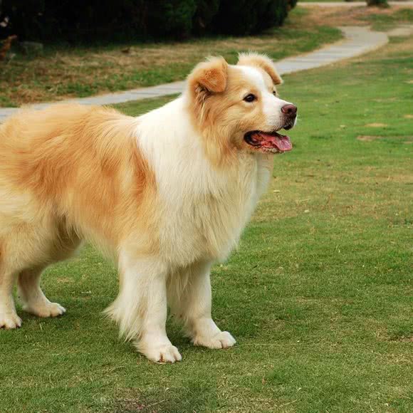 千代犬舍:成都市武侯区科华北路附近