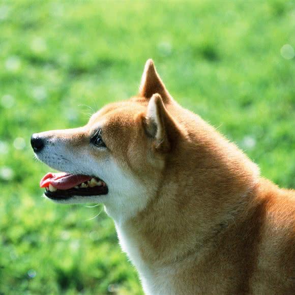 犬心犬意:舟山市定海区昌国路附近